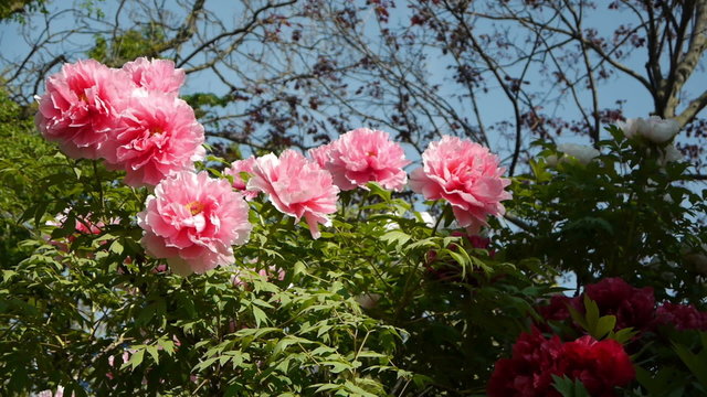 Pink peonies in Jardin des Plantes. Paris, France