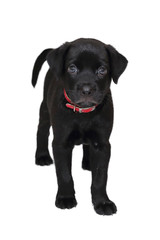 isolated black labrador puppy