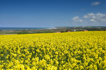 Fototapeta premium côte d'opale