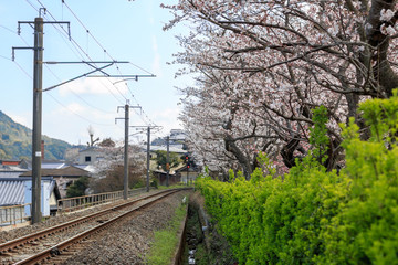 Fototapeta premium 桜と線路