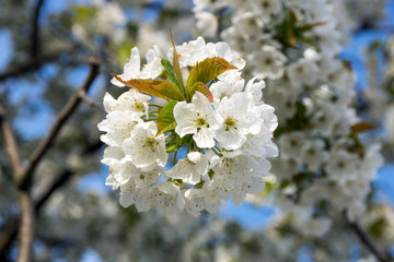 Cherry blossoms / Cherry blossoms on a cherry tree