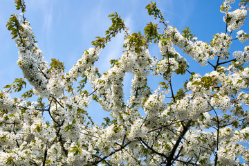 Cherry blossoms / Cherry blossoms on a cherry tree