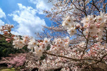 Stickers pour porte Fleur de cerisier 桜