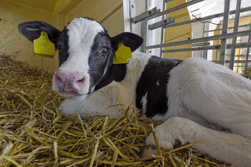 Kalb neugeboren