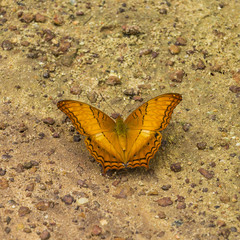 Butterfly on the ground