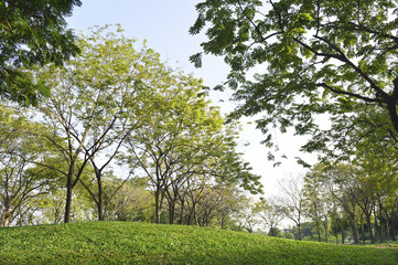 grass field and tree in city park