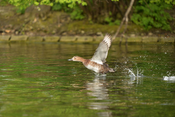 Common Pochard, Pochard, Aythya ferina