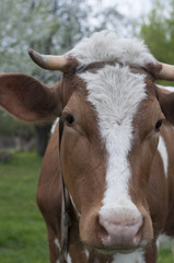 Obraz premium Cow an a pasture. Closeup portrait