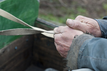 Hands of an old man holding reins on his horsecart.