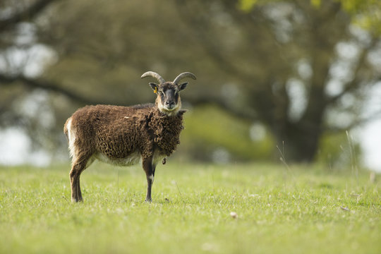 Soay - Ovis aries