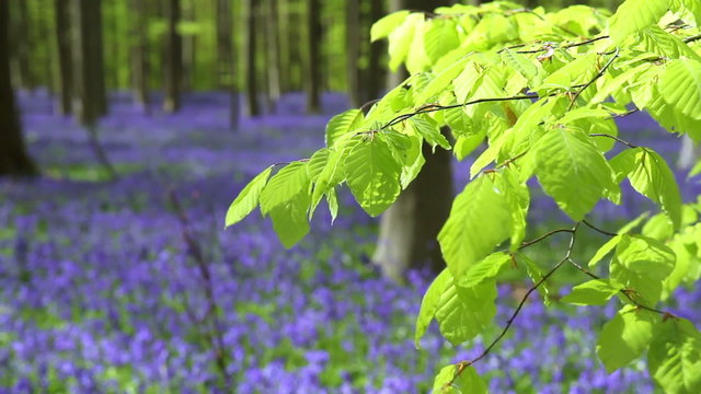 Bluebell flowers in Halle Forest, a mystical forest in Belgium. 