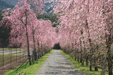 富士桜