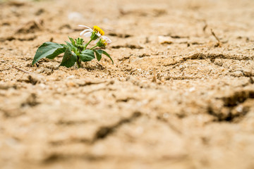 Plant in dried cracked soil