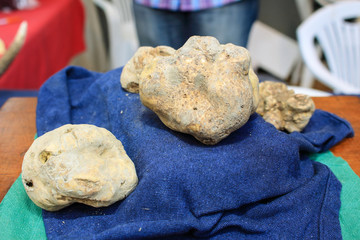 tubero tartufo bianco