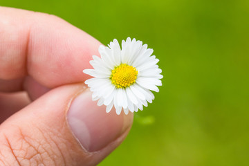 Daisy Between Fingers Macro With Green Background
