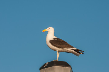 Kelp Gull on a lamp post