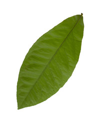 Obraz premium green leaves of lemon isolated