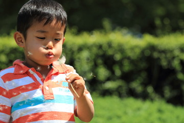 幼児(4歳児)とタンポポ