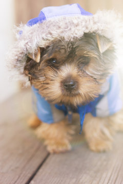 Sad glance of a yorkshire terrier in hood