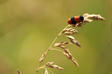 Fototapeta premium Жук на травинке