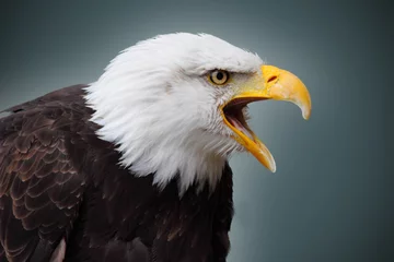 No drill blackout roller blinds Eagle bald eagle
