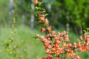 Flowering quince