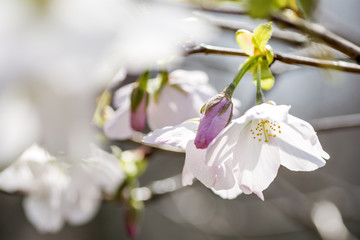 オオシマザクラの花のアップ