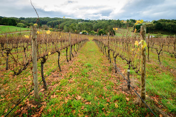 Fototapeta na wymiar Autumn Wine valley