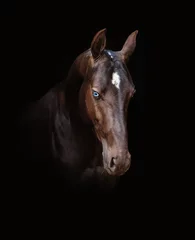 Foto auf Acrylglas Achal-Tekkiner Pferd © ashva