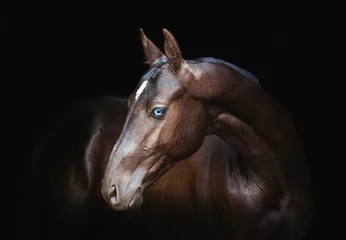 Foto auf Acrylglas Achal-Tekkiner Pferd © ashva