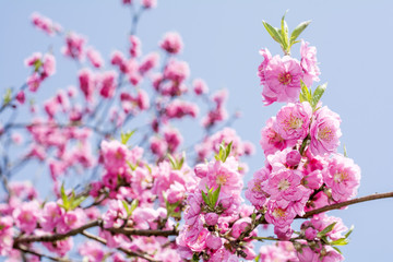 空をバックにピンクの花桃の花