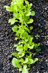 Seedlings
