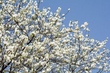 空をバックに白い花桃の花