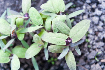 Obraz premium Seedlings