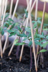 Seedlings