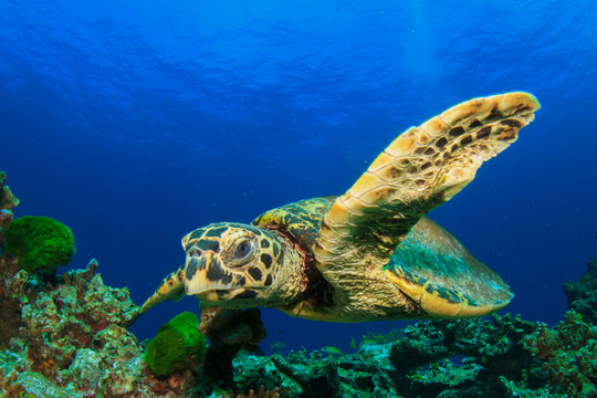 Hawksbill Sea Turtle underwater