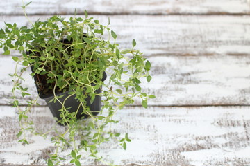 Thym plant in a pot on boards painted white