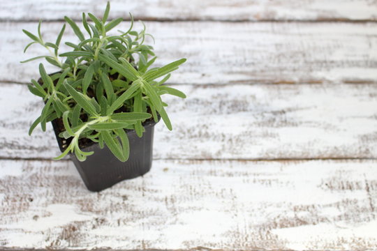 Rosemary plant in a pot on boards painted white