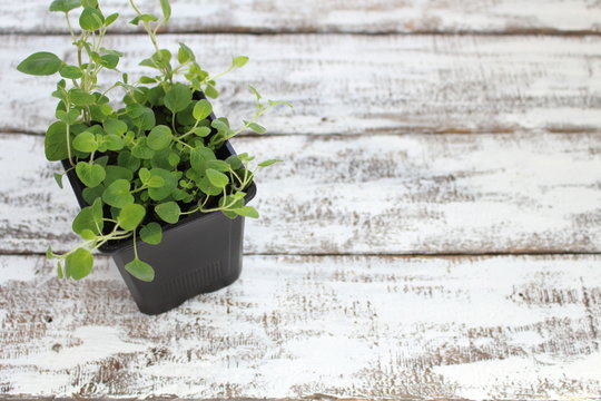 Oregano plant in a pot on boards painted white