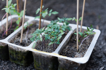 Seedlings