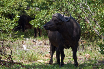 Obraz premium Buffalo in Kruger National Park, South Africa.