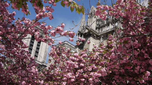 Cathedral Notre Dame during spring. Paris, France
