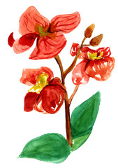 Watercolour orchid on white background