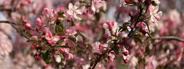 Apple tree in blossom panorama