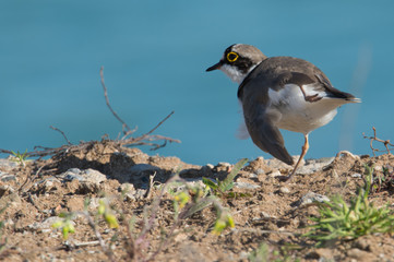 Flussregenpfeifer (Charadrius dubius)