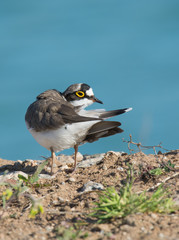 Flussregenpfeifer (Charadrius dubius)
