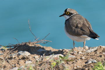 Flussregenpfeifer (Charadrius dubius)