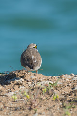 Flussregenpfeifer (Charadrius dubius)