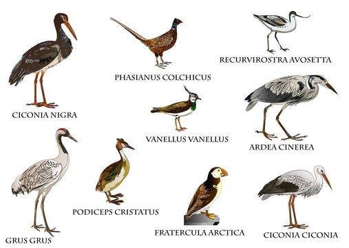 V&ouml;gel in Europa