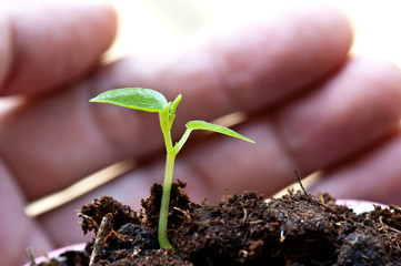 hand protect new green plant life